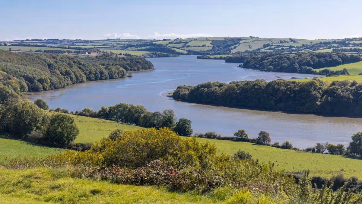 Cork Beo