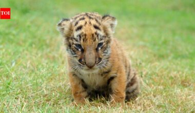 From tiger cubs to penguin chicks: 7 incredible places to witness baby animals in the wild