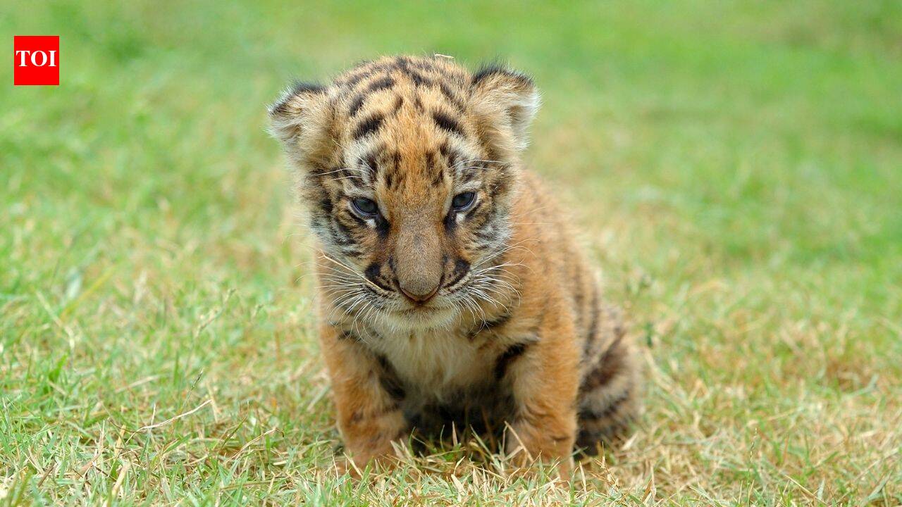 From tiger cubs to penguin chicks: 7 incredible places to witness baby animals in the wild