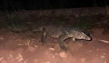 Urgent search for huge monitor lizard spotted in Italy 13,000km away from habitat