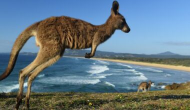 Runaway Swiss wallaby reunited with owner