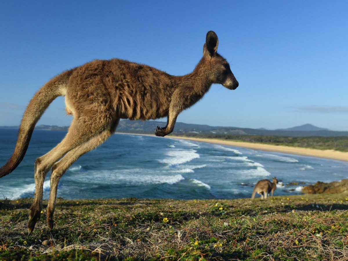 Runaway Swiss wallaby reunited with owner