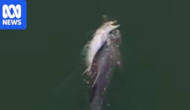 Researchers explain dolphin's 11 day 'funeral' for dead calf