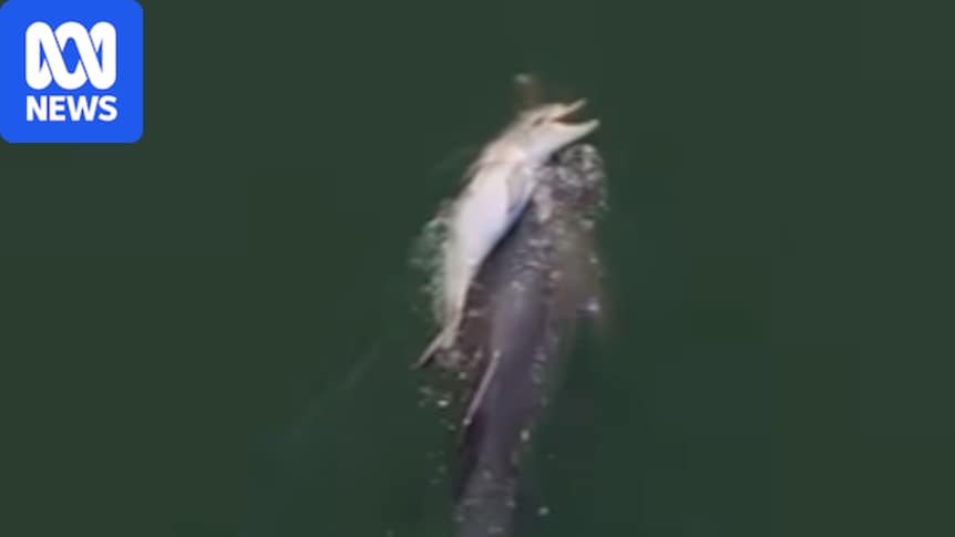 Researchers explain dolphin's 11 day 'funeral' for dead calf