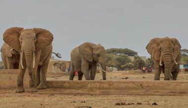Kenya investigates suspected cyanide poisoning after 15 elephants die suddenly - The Independent