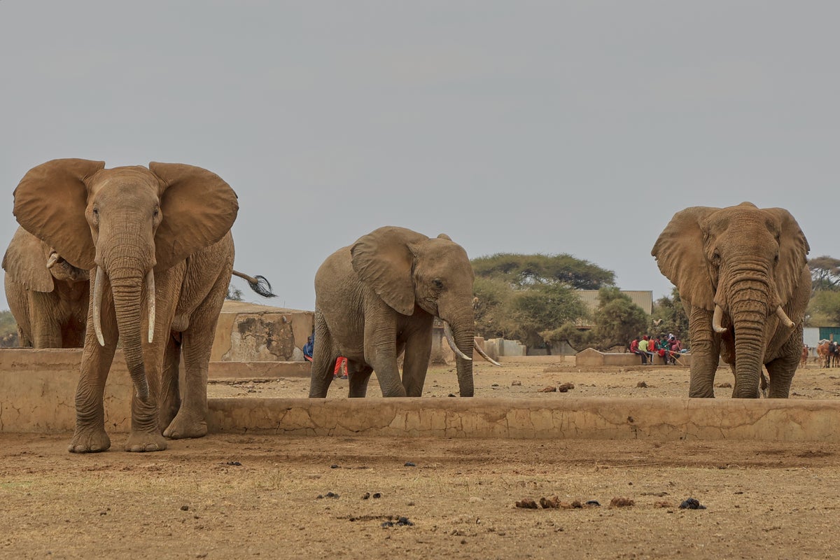 Kenya investigates suspected cyanide poisoning after 15 elephants die suddenly - The Independent