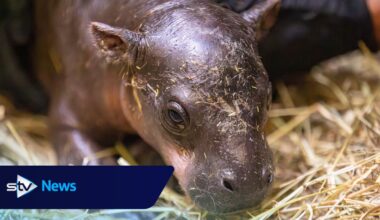 Edinburgh Zoo reveals name of baby pygmy hippo