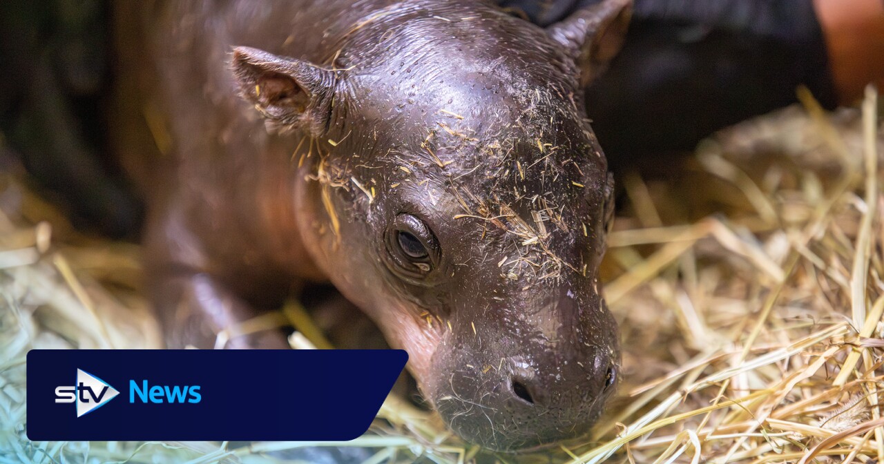 Edinburgh Zoo reveals name of baby pygmy hippo