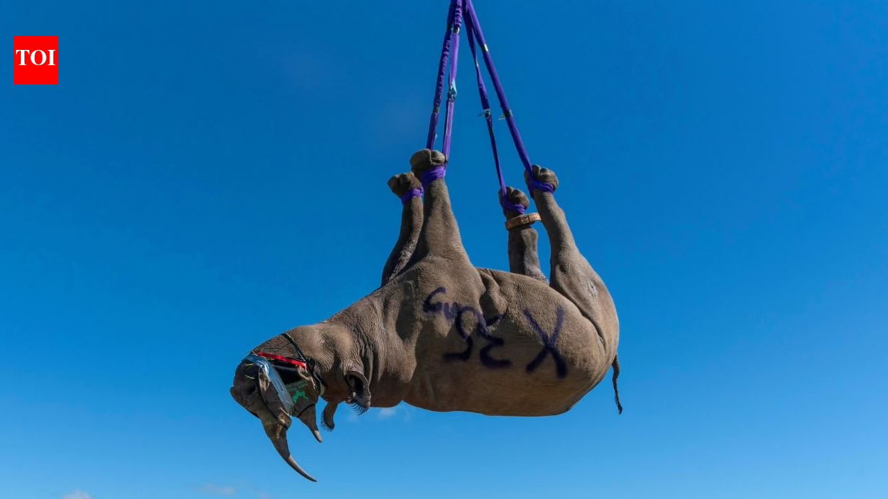 In 2012, South Africa began airlifting black rhinos upside down from remote terrain to expand their range; the conservation program has since helped establish 17 new populations | World News