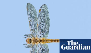 ‘Fearless and quietly astonishing’: the dragonfly that migrates further than any other insect | Environment