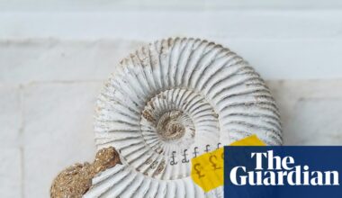 One of UK’s best fossil collections sold overseas in ‘loss to the nation’ | Fossils