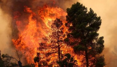 European wildfires in numbers: How record-breaking heatwaves have scorched the continent