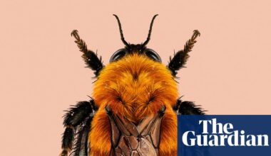 ‘Panda of the insect world’: the moscardón bumblebee creates buzz for invertebrate of the year | Environment