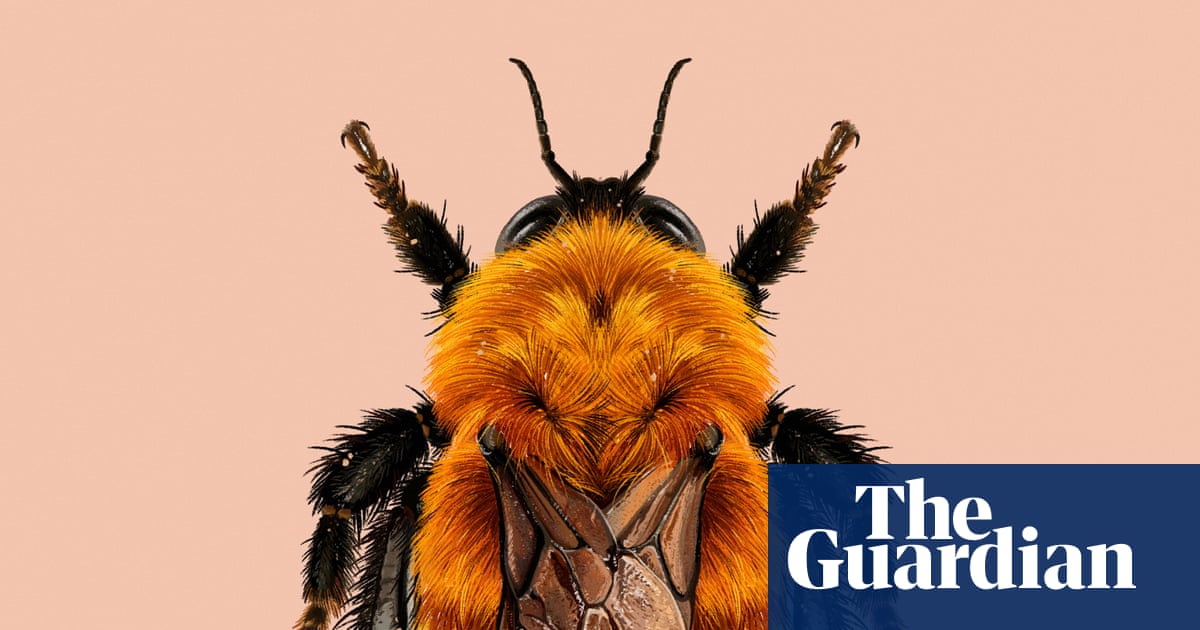 ‘Panda of the insect world’: the moscardón bumblebee creates buzz for invertebrate of the year | Environment