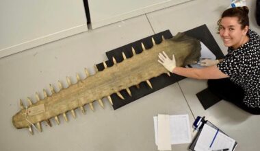 How Historic Sawfish Collections Changed Conservation