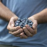 A handful of harvested blueberries in the Fruit and Vegetable Garden at RHS Garden Rosemoor. Image via Image via Guy Barter