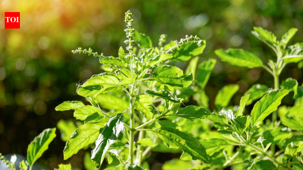 What happens when you consume Tulsi leaves daily? Health benefits, traditional uses and here's what science says