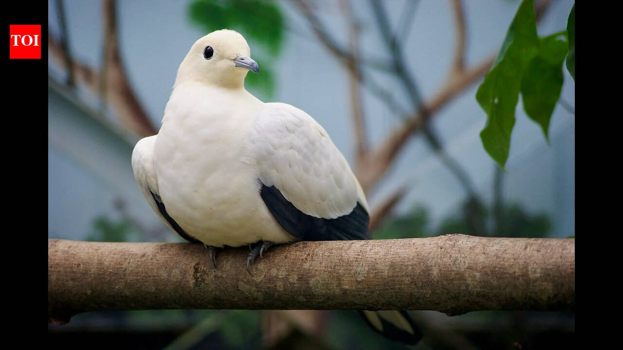 In 1964, an Australian couple camped on a North Queensland island; decades later, its pigeon colony had recovered from 1,451 birds to more than 40,000 | World News