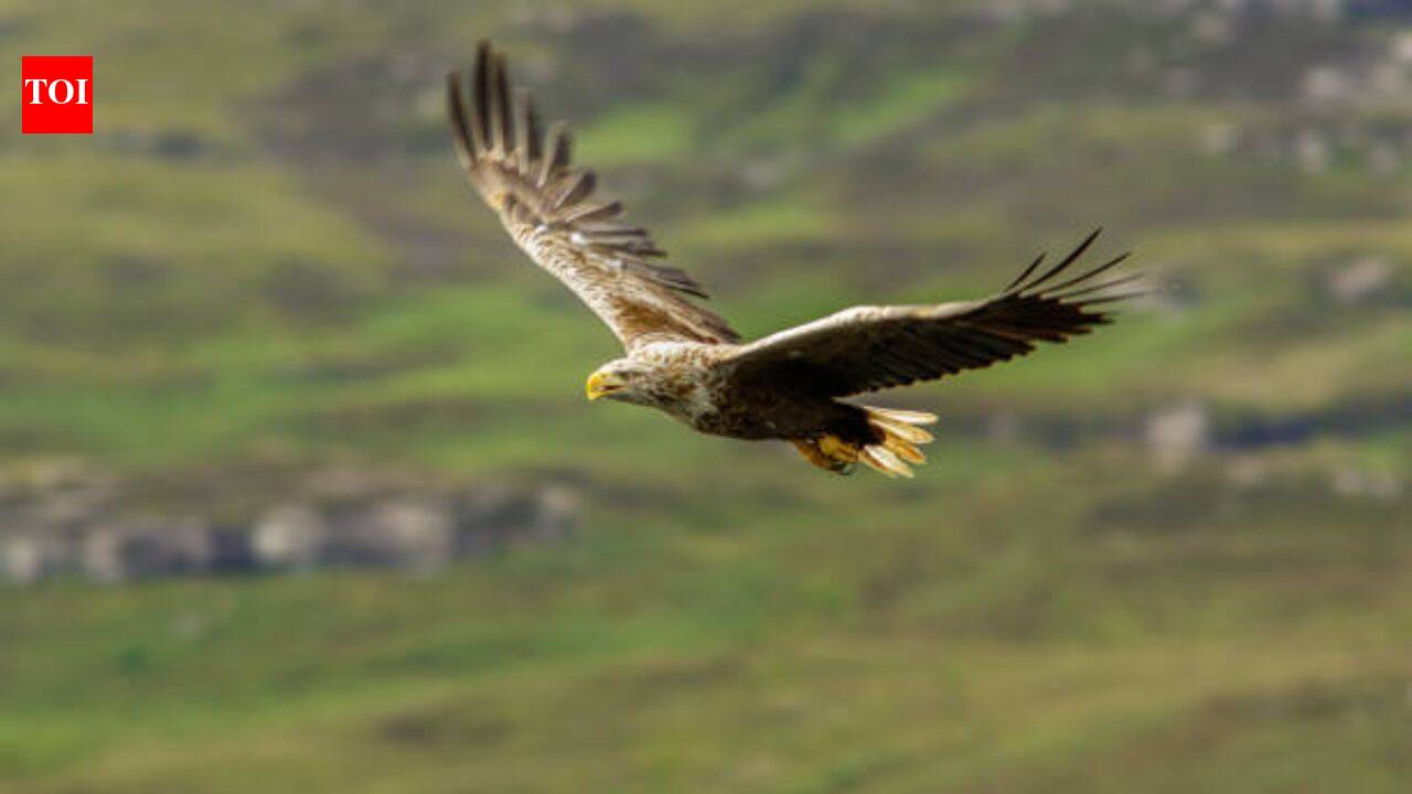 Ireland's white-tailed eagles went extinct due to human persecution, now the country has released 245 chicks in the wild about 100 years later