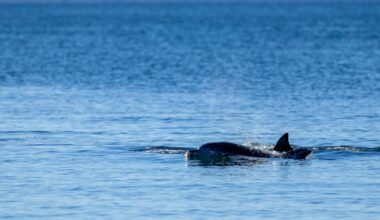 Public urged to keep their distance from dolphins in west Wales