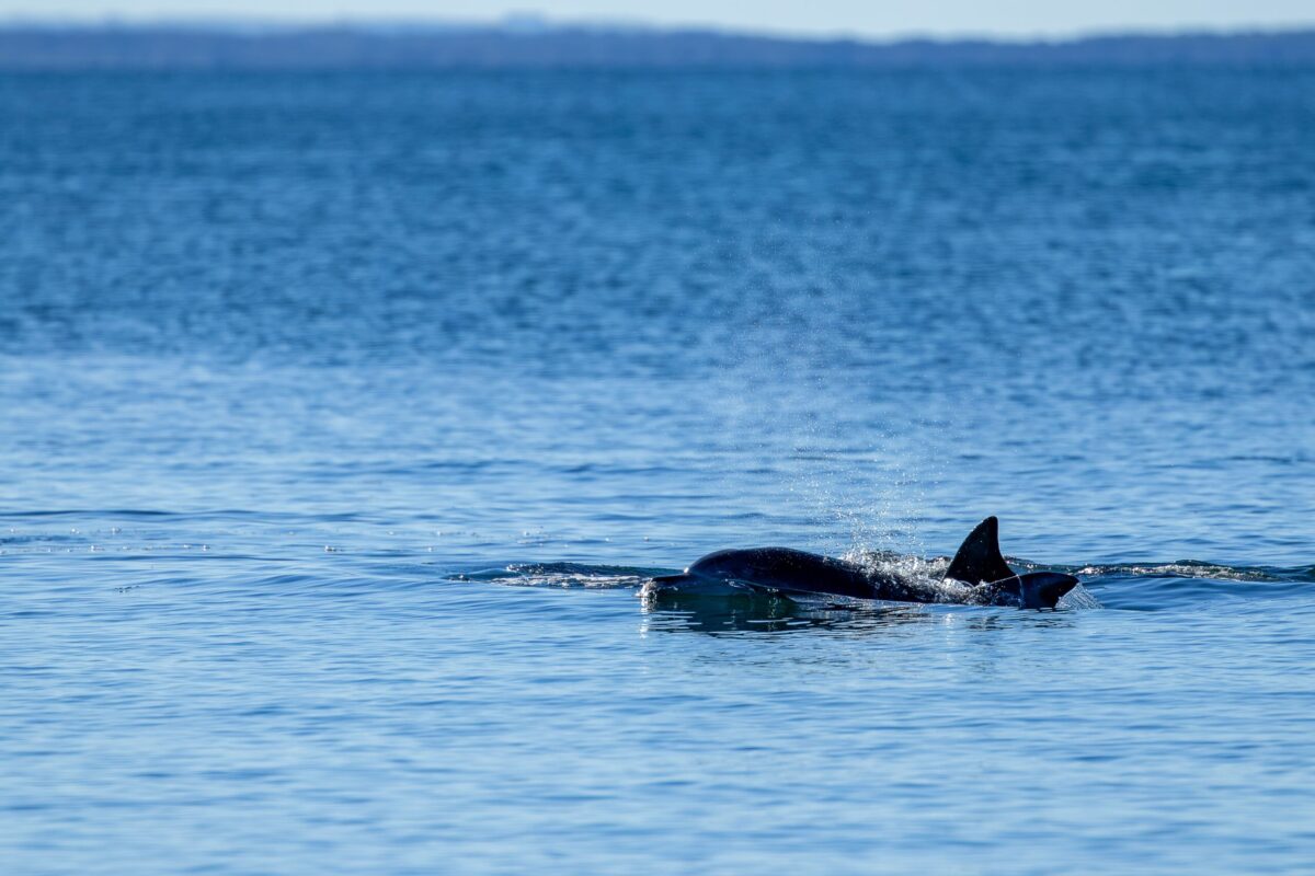 Public urged to keep their distance from dolphins in west Wales
