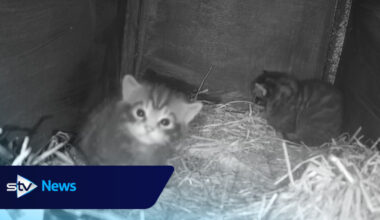 Wildcat birth captured on camera for first time at Cairngorms Wildlife Park