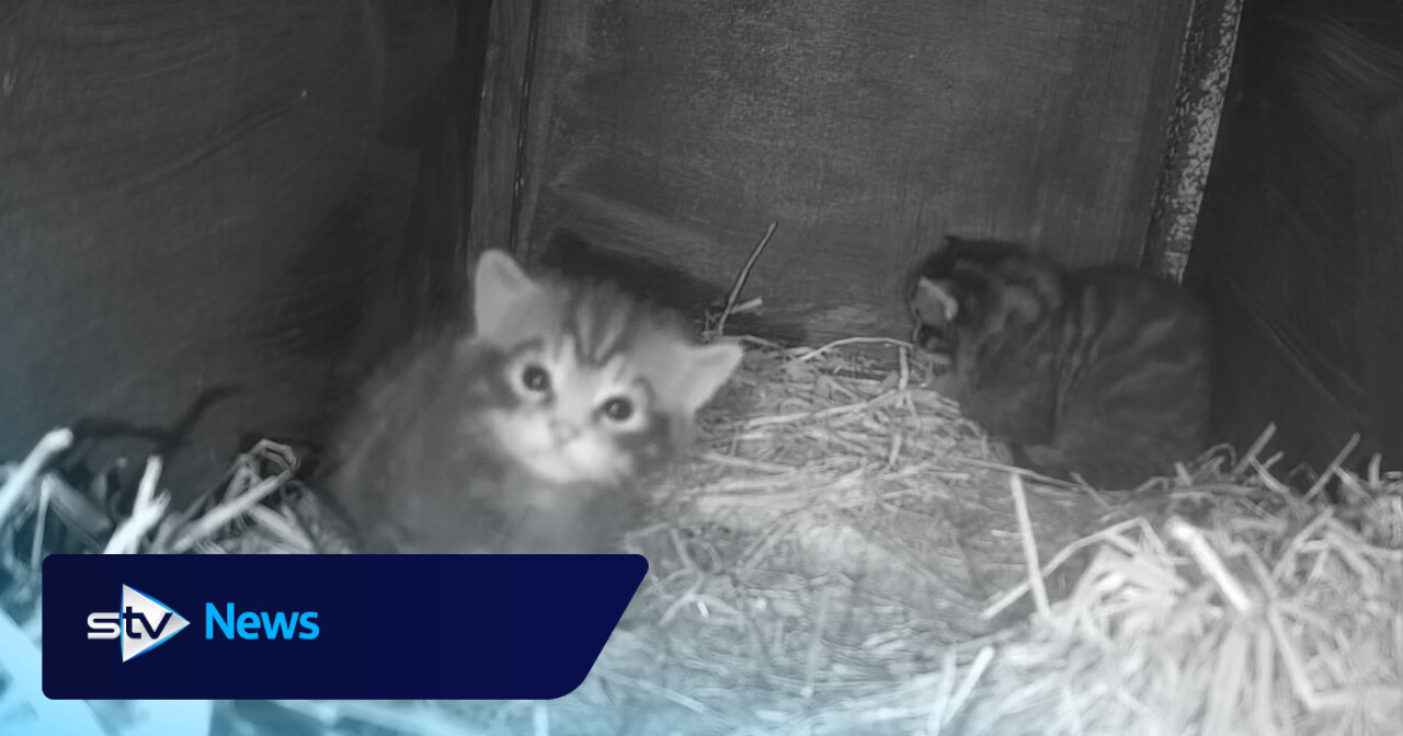 Wildcat birth captured on camera for first time at Cairngorms Wildlife Park