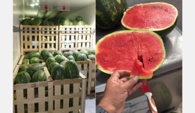 Watermelon prices collapse in the Moroccan local market