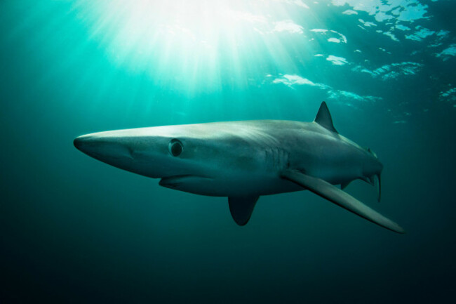 blue-shark