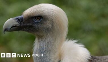 Wildlife: Vultures dey disappear for Nigeria. one man dey save dem