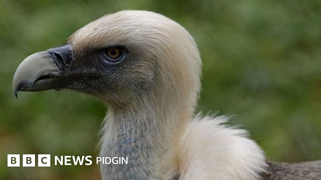 Wildlife: Vultures dey disappear for Nigeria. one man dey save dem