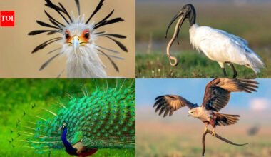 Birds that eat snakes: Nature's unlikely serpent hunters