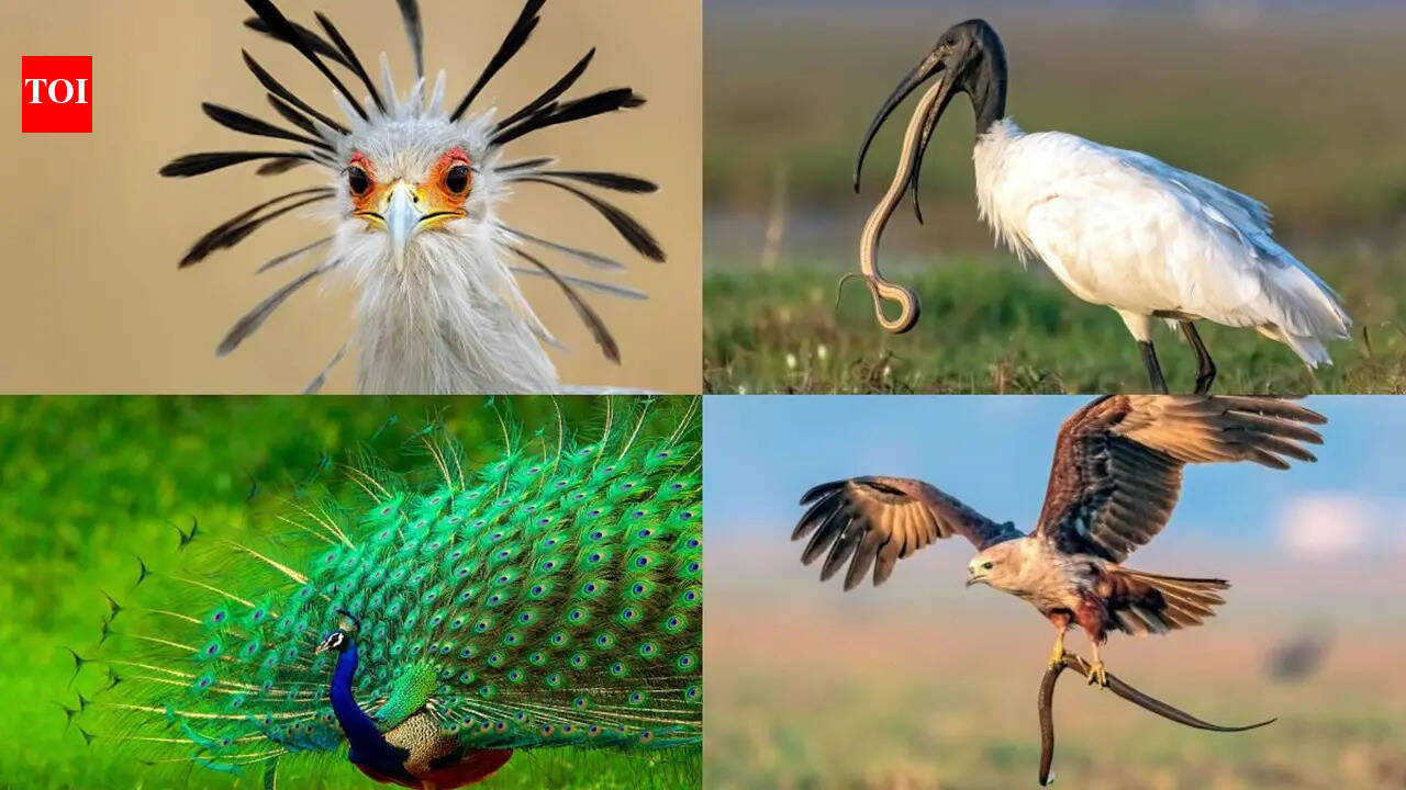 Birds that eat snakes: Nature's unlikely serpent hunters