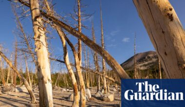 Fossils show huge carbon emissions harm forests, not ‘green the planet’ | Climate crisis