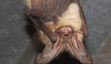 Rangers warn visitors to watch out for flying rabid bats at one National Park