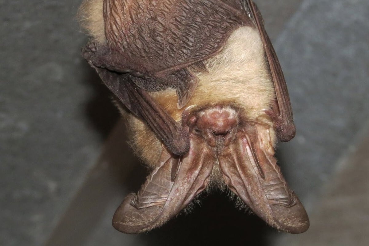 Rangers warn visitors to watch out for flying rabid bats at one National Park