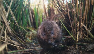 New wildlife film follows water vole in Welsh pond