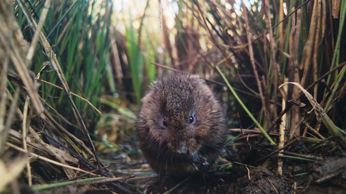 New wildlife film follows water vole in Welsh pond