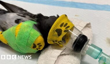 'Unprecedented' heatwave wildlife impact - charities - BBC
