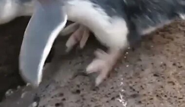 World-first penguin vaccination program - YouTube