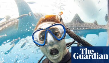 Shark selfies: why ‘finfluencers’ need to put their cameras away | Sharks