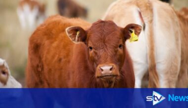 First cow tests positive for potentially deadly livestock bluetongue virus in Scotland