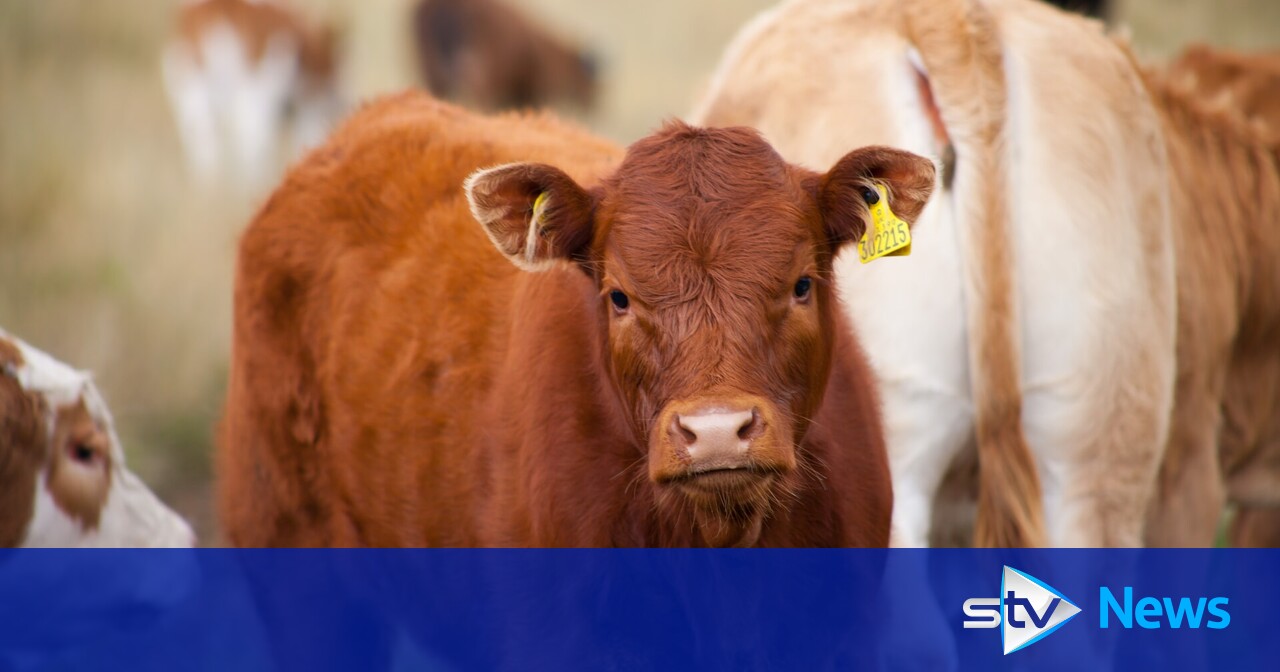 First cow tests positive for potentially deadly livestock bluetongue virus in Scotland