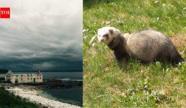 In the 1980s, ferrets were released on Northern Ireland’s Rathlin Island to control rabbits; decades later, they threatened seabirds at a colony of more than 250,000 birds
