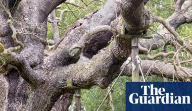 England’s ancient oak trees dying in extreme hot and dry weather | Trees and forests