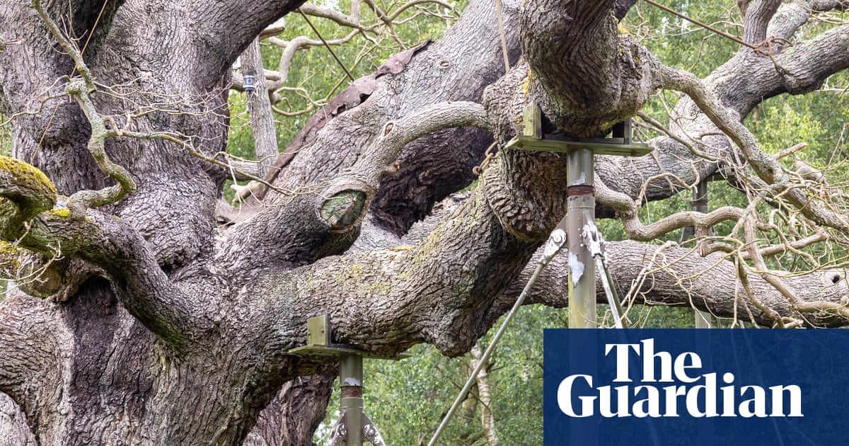 England’s ancient oak trees dying in extreme hot and dry weather | Trees and forests