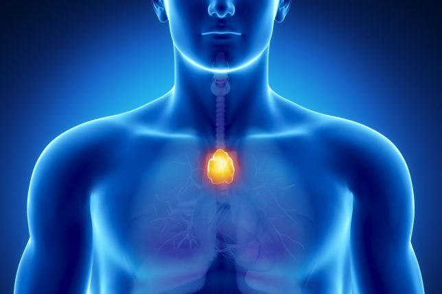 Thymus in the chest