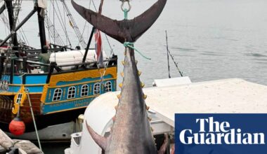‘Success story’ hailed as bluefin tunas caught off Yorkshire for first time since 1960s | Fish