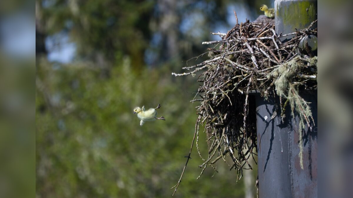 Photographer Captures Dramatic Moment Goslings Take 25 Foot Leap Of Faith From Nest