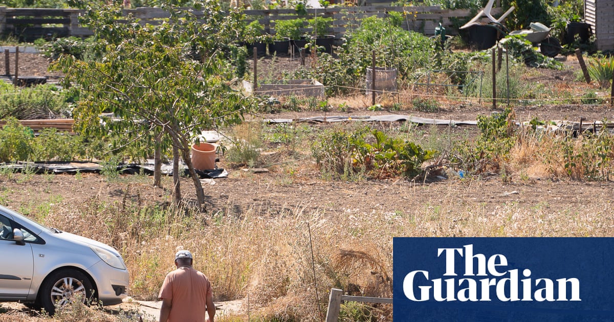 Watermelons in Bristol: how UK heatwaves are affecting growers | Allotments